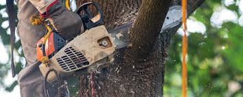 Best Lawn Maintenance Plans  in Bethel Manor, VA