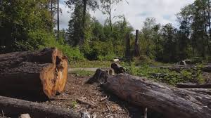 Best Tree Preservation Services  in Bethel Manor, VA
