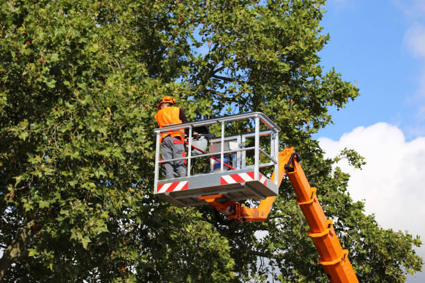 Trusted Bethel Manor, VA Tree Services Experts