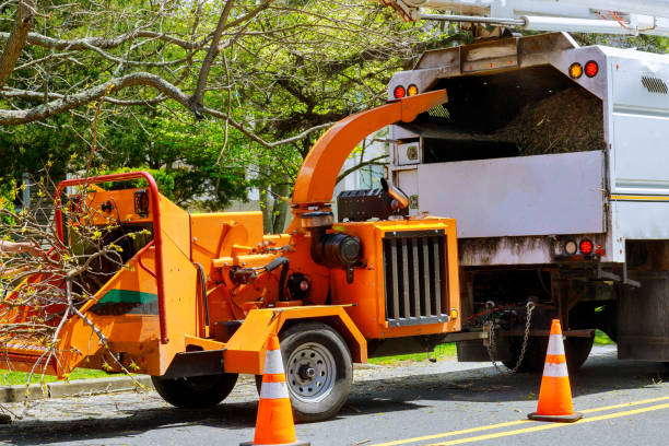 Best Tree Removal  in Bethel Manor, VA