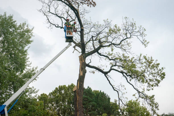 Best Commercial Tree Services  in Bethel Manor, VA
