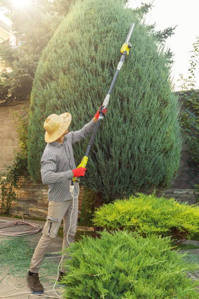 Best Pest Control for Lawns  in Bethel Manor, VA