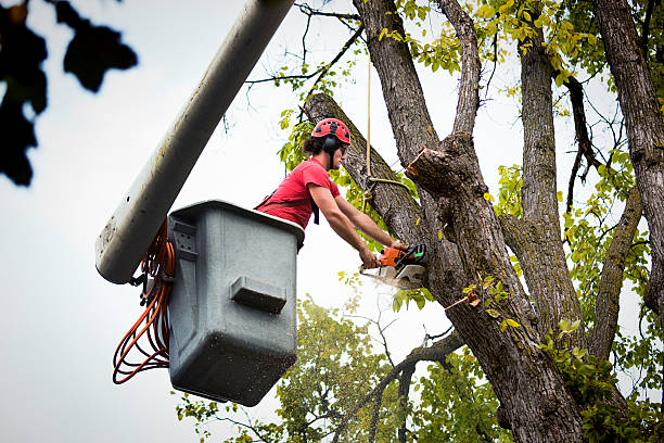  Bethel Manor, VA Tree Services Pros
