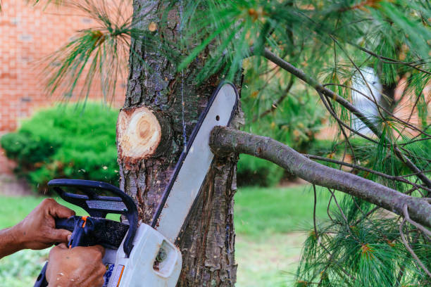 Best Tree Maintenance Programs  in Bethel Manor, VA
